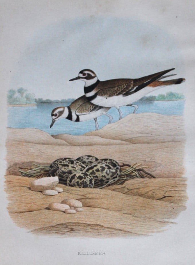 Thomas Gentry - Killdeer by Edwin Sheppard 1882: This beautifully illustrated chromolithograph print is from the first edition of Nests and Eggs of Birds of The United States by Thomas Gentry, published by JA Wagenseller, Philadelphia 1882. Gentry w