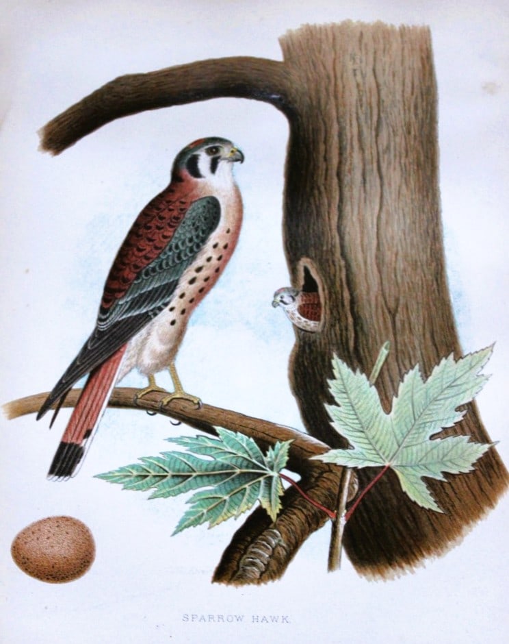 Thomas Gentry - Sparrow Hawk by Edwin Sheppard 1882 (1 of 1)