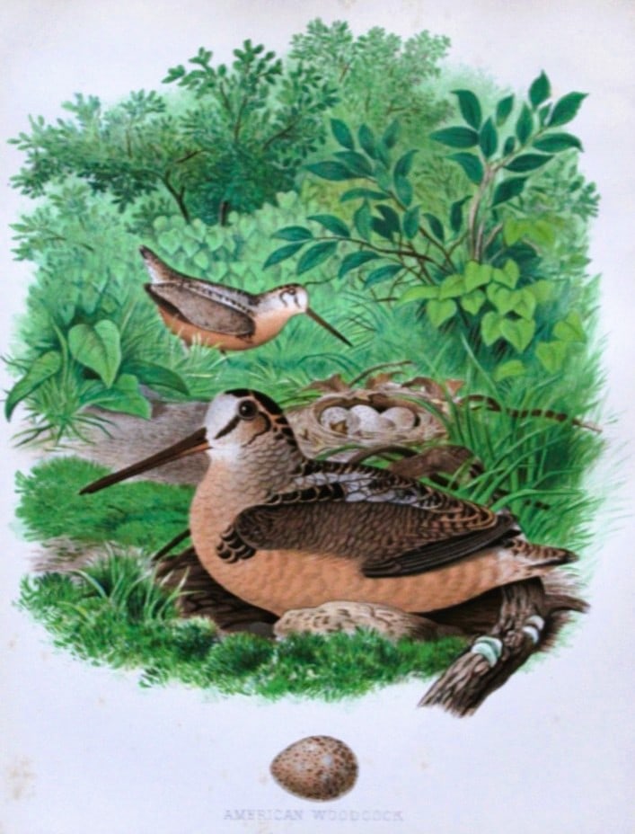 Thomas Gentry - American Woodcock by Edwin Sheppard 1882: This beautifully illustrated chromolithograph print is from the first edition of Nests and Eggs of Birds of The United States by Thomas Gentry, published by JA Wagenseller, Philadelphia 1882. Gentry w