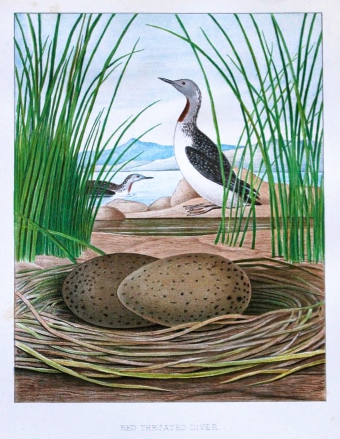 Thomas Gentry - Red-throated Diver by Edwin Sheppard 1882 (1 of 1)