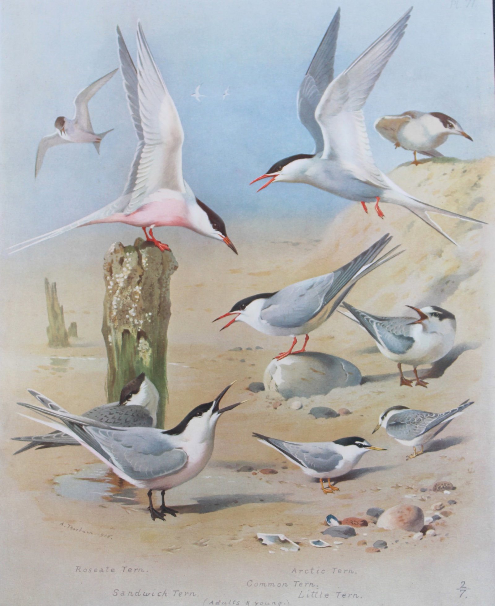Archibald Thorburn - 2 prints of  Terns 1915 (1 of 2)