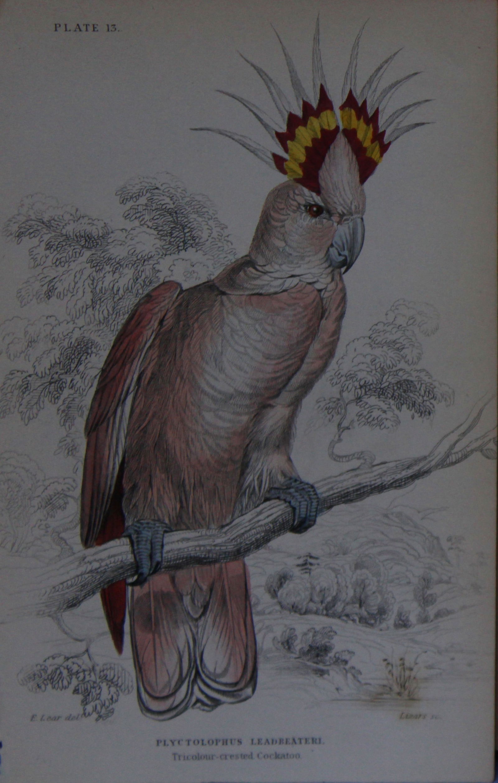 Edward Lear - Hand-coloured engraving of Tricolour Crested Cockatoo 1836 (1 of 1)