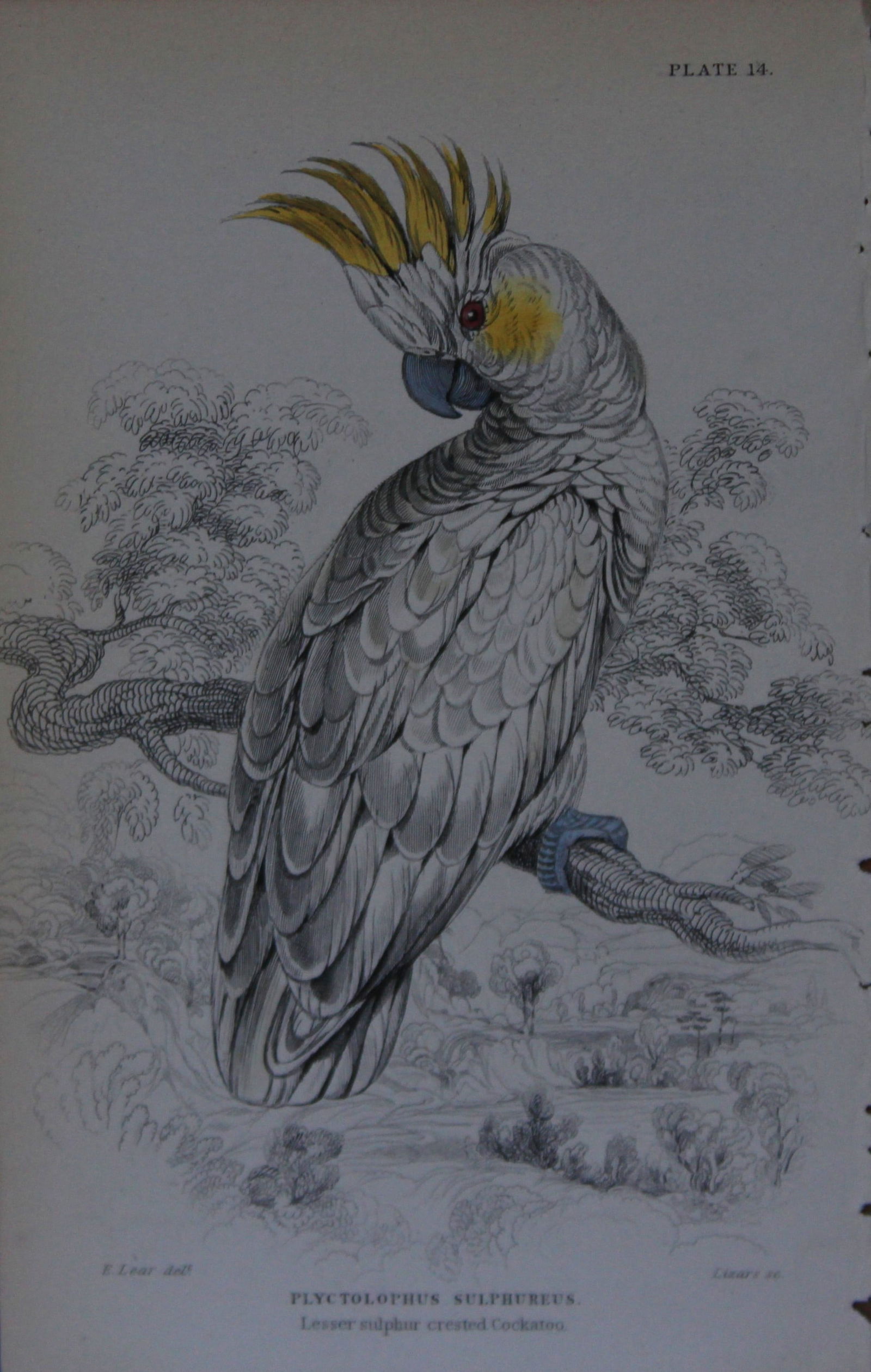Edward Lear - Hand-coloured engraving of Lesser Sulphur Crested Cockatoo 1836: This original hand-coloured steel engraving is from Parrots, Volume X of the Naturalist's Library series, published by Chatto & Windus, London 1836.The parrots were drawn by Edward Lear and engraved b