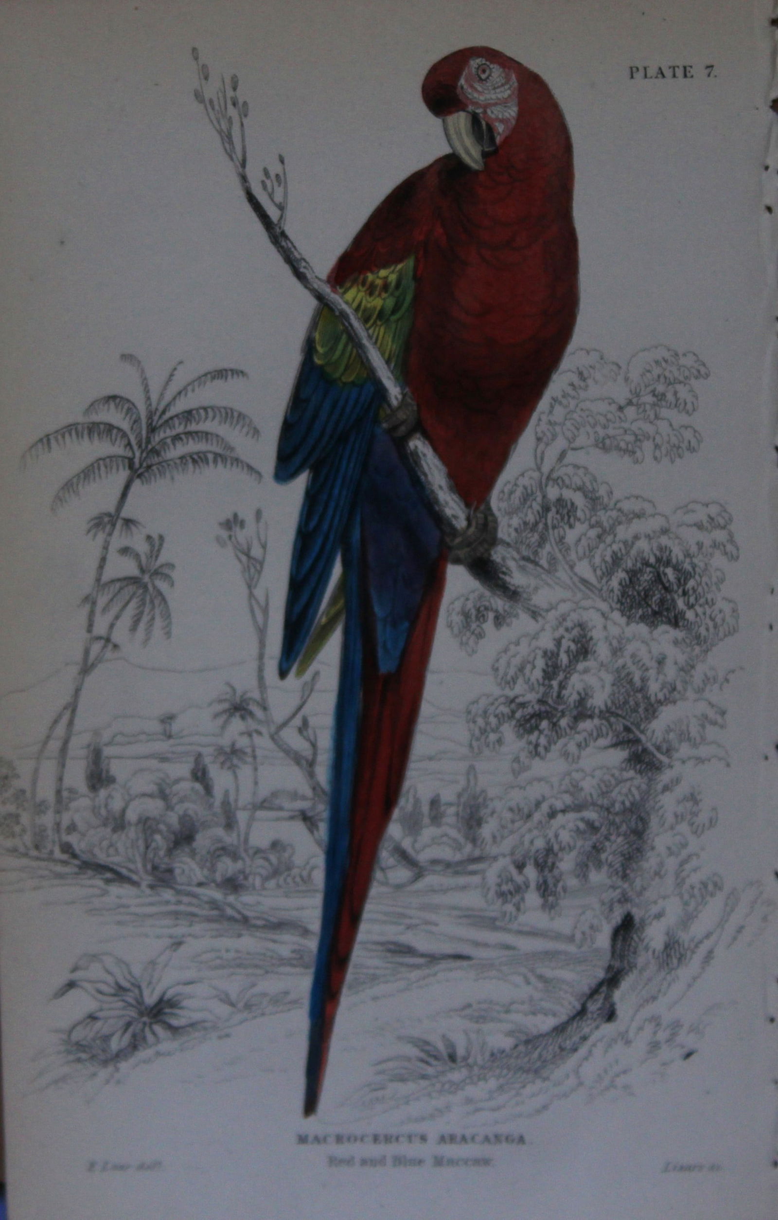 Edward Lear - Hand-coloured engraving of Red and Blue Macaw 1836 (1 of 1)
