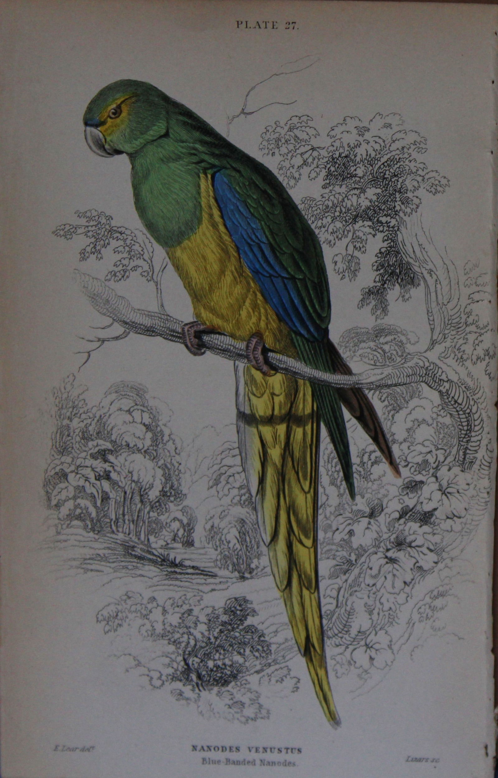Edward Lear - Hand-coloured engraving of Blue Breasted Nanodes 1836: This original hand-coloured steel engraving is from Parrots, Volume X of the Naturalist's Library series, published by Chatto & Windus, London 1836.The parrots were drawn by Edward Lear and engraved b