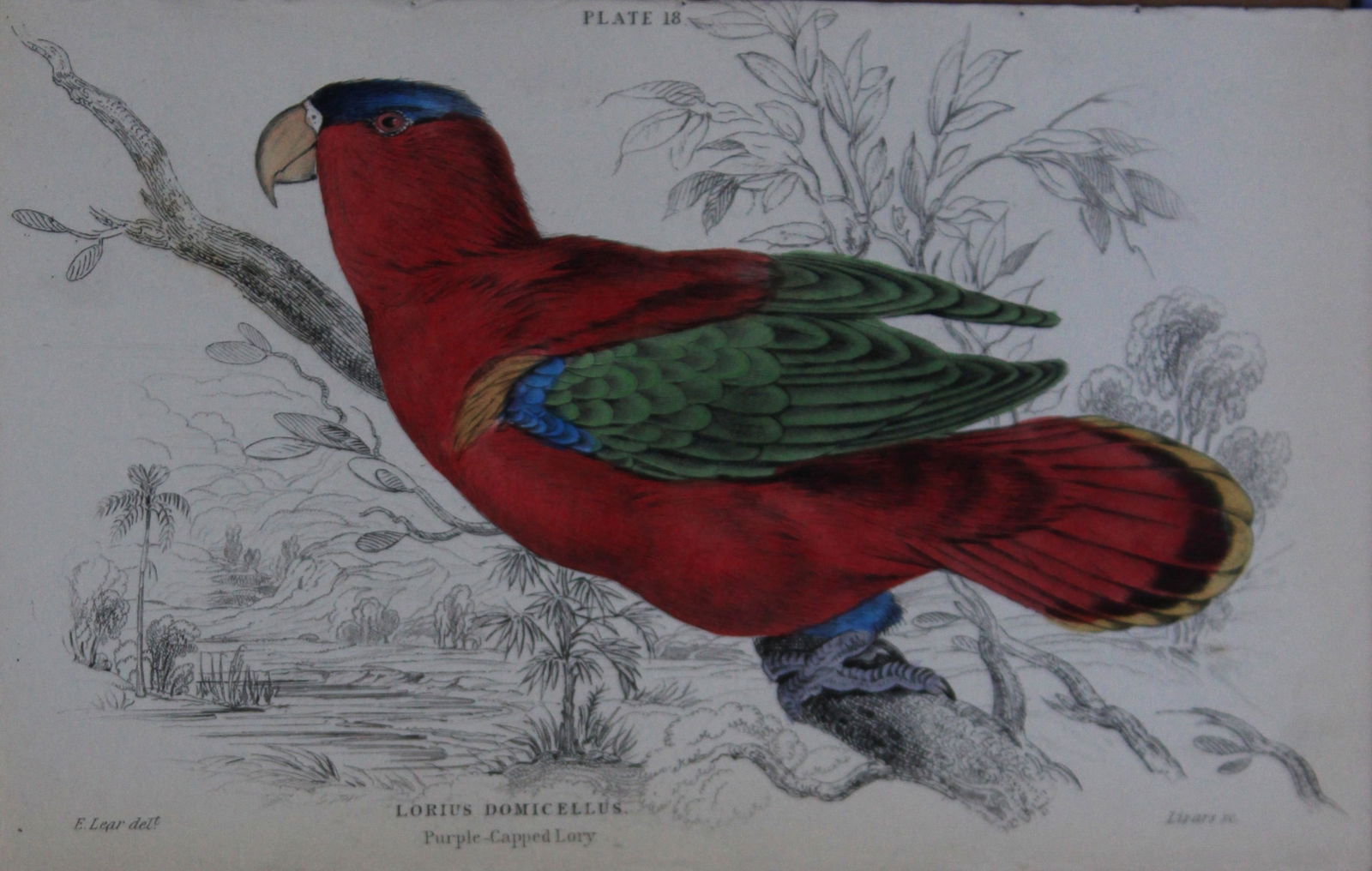 Edward Lear - Hand-coloured engraving of Purple Capped Lory 1836: This original hand-coloured steel engraving is from Parrots, Volume X of the Naturalist's Library series, published by Chatto & Windus, London 1836.The parrots were drawn by Edward Lear and engraved b