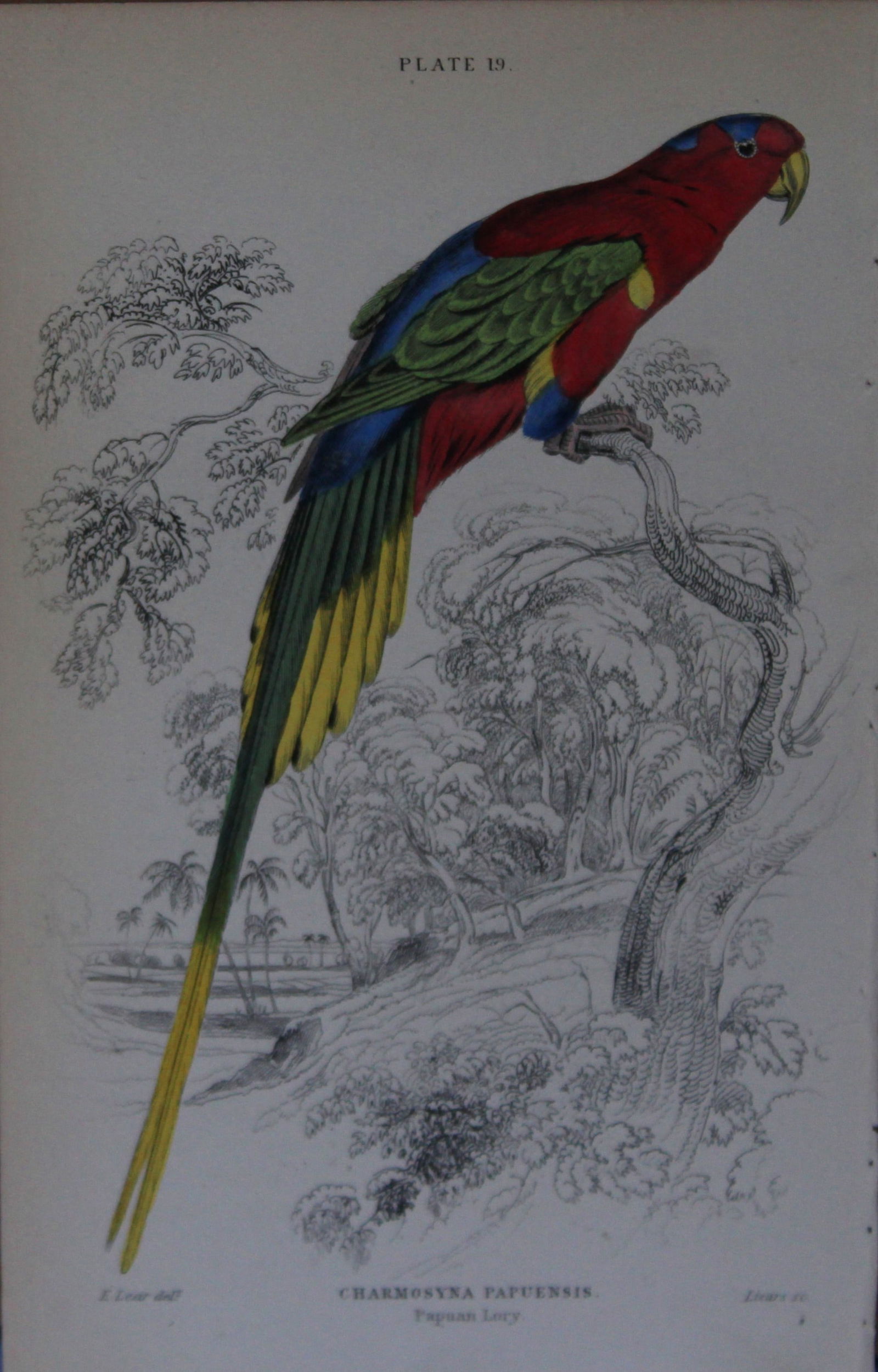 Edward Lear - Hand-coloured engraving of Papuan Lory 1836: This original hand-coloured steel engraving is from Parrots, Volume X of the Naturalist's Library series, published by Chatto & Windus, London 1836.The parrots were drawn by Edward Lear and engraved b