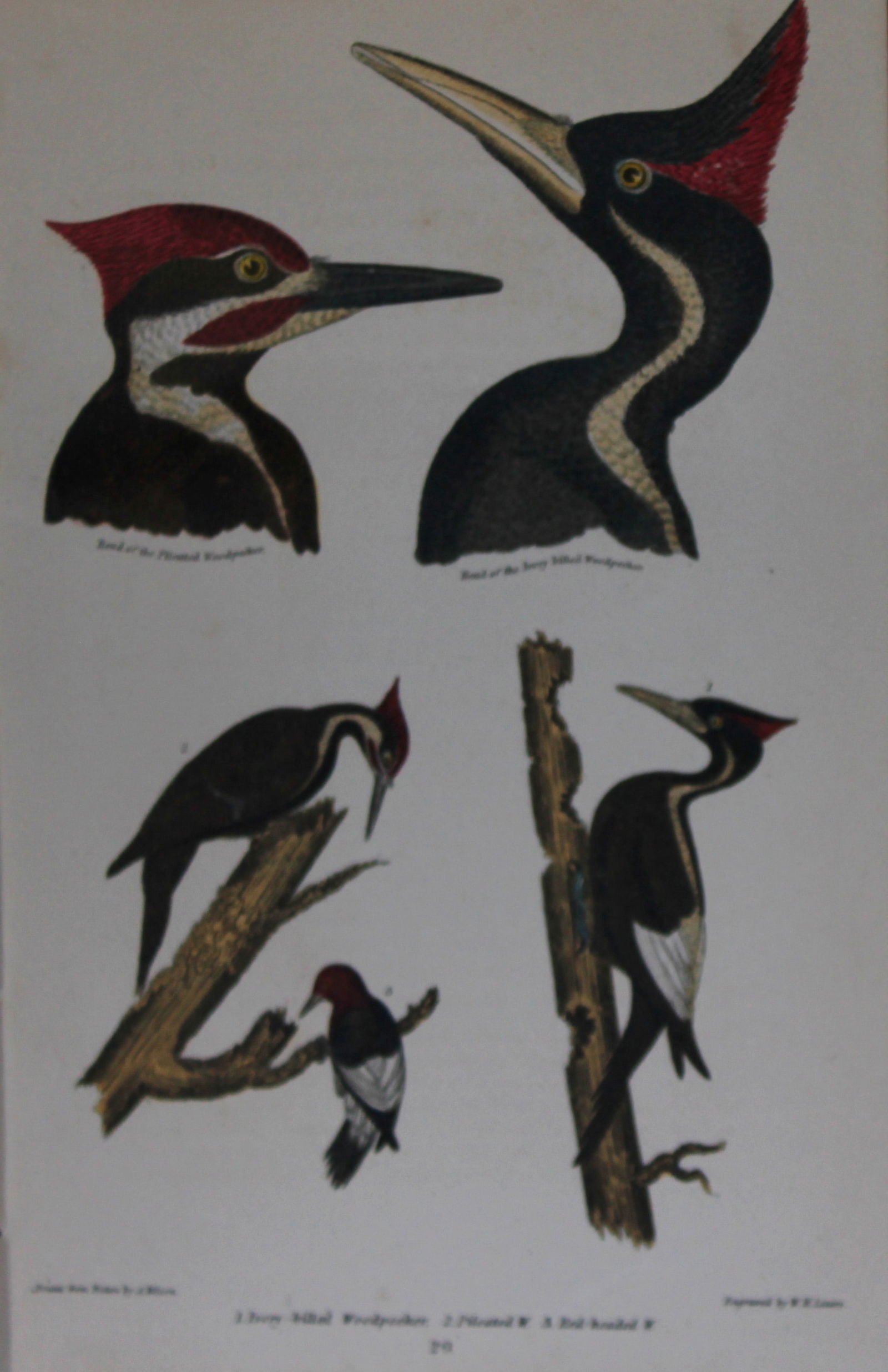 A Wilson and Bonaparte - 3 prints of Woodpeckers 1877 (1 of 3)