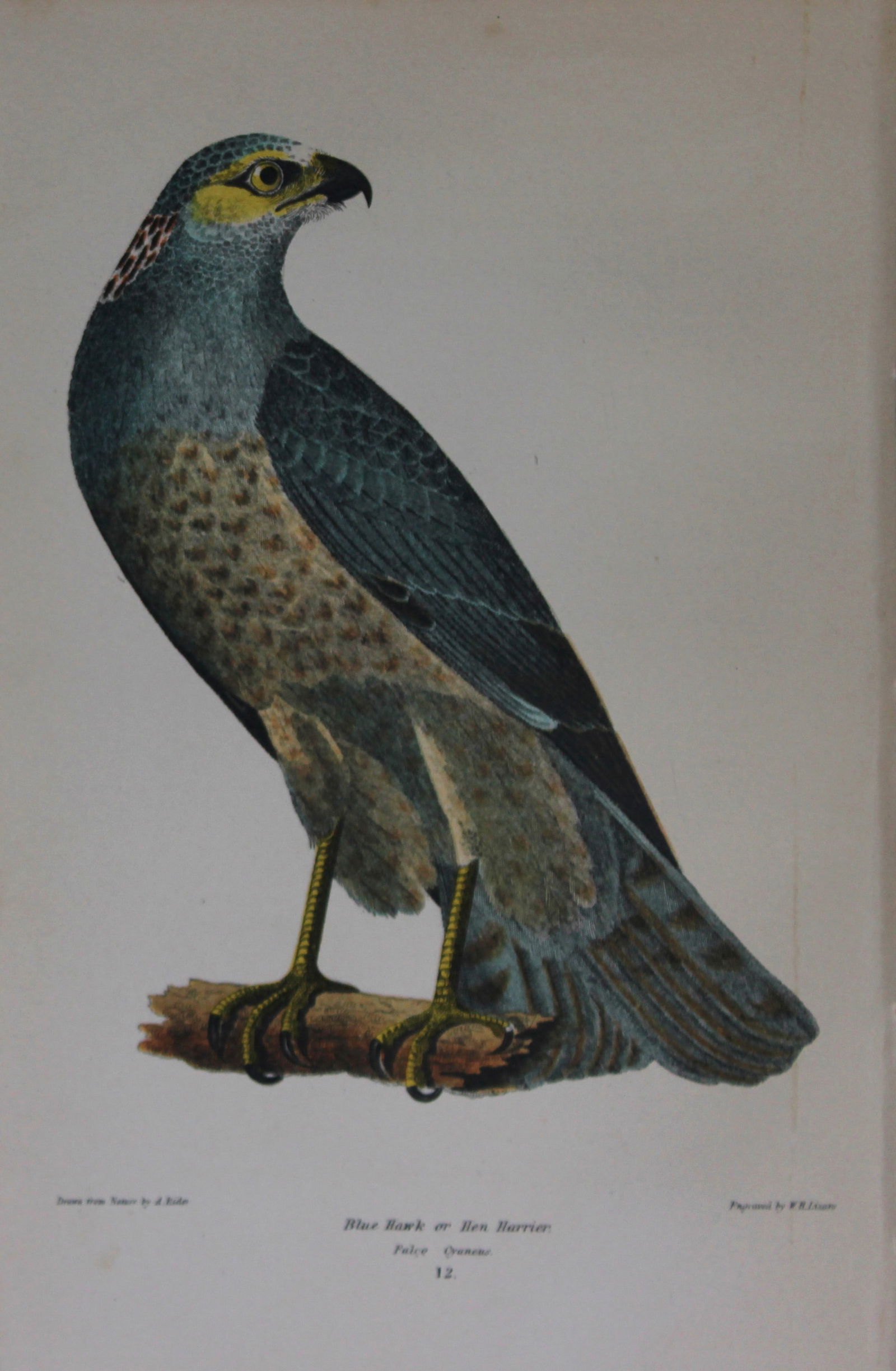 A Wilson and Bonaparte - 3 prints of Hawks 1877 (1 of 3)