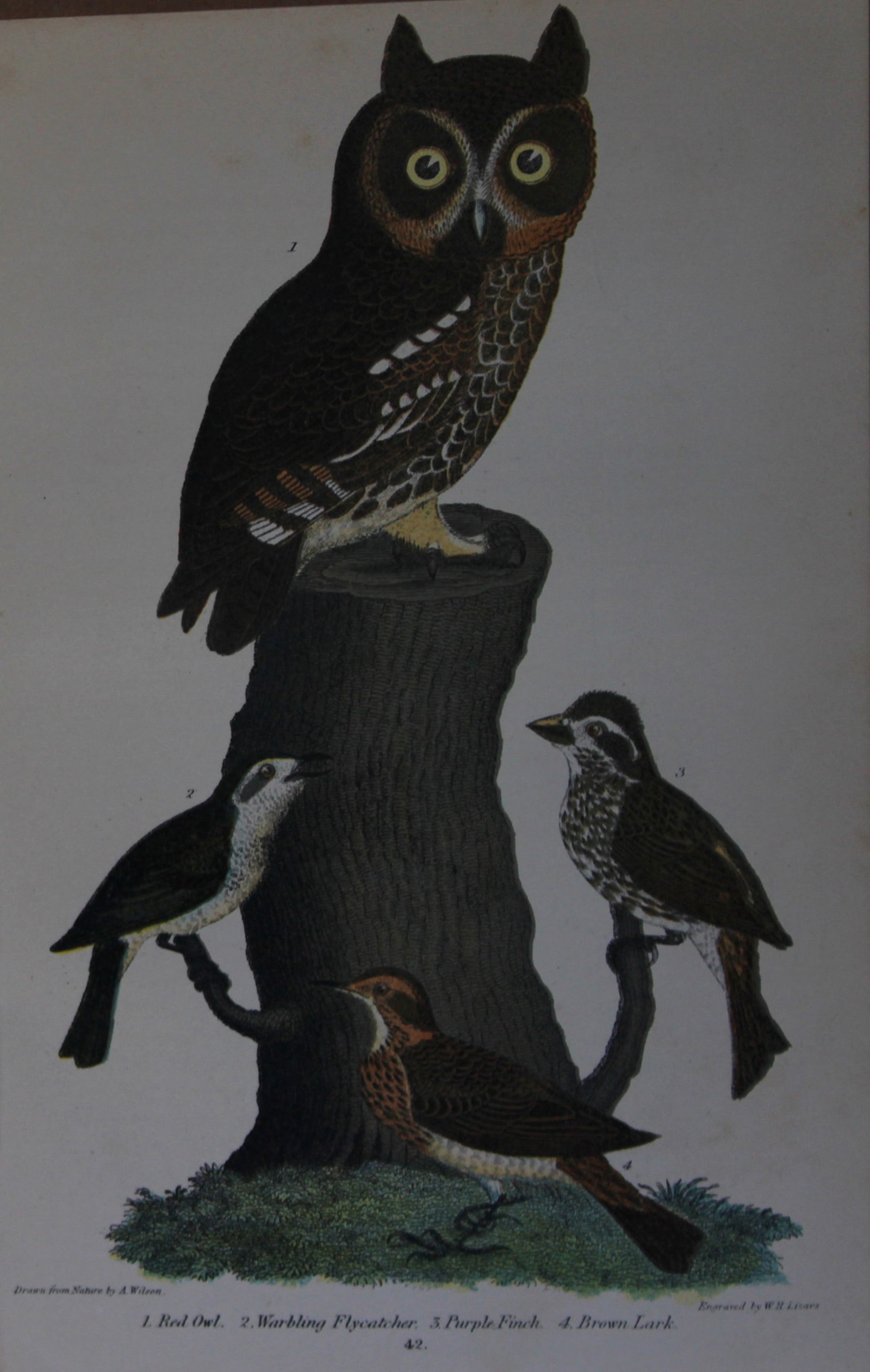 A Wilson and Bonaparte - 3 prints of Owls et al 1877 (1 of 3)