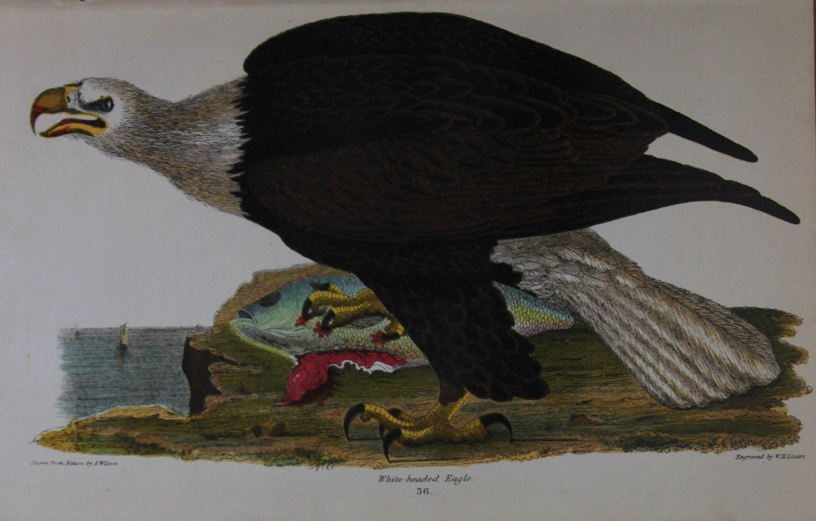 A Wilson and Bonaparte - White-headed Eagle 1877 (1 of 1)