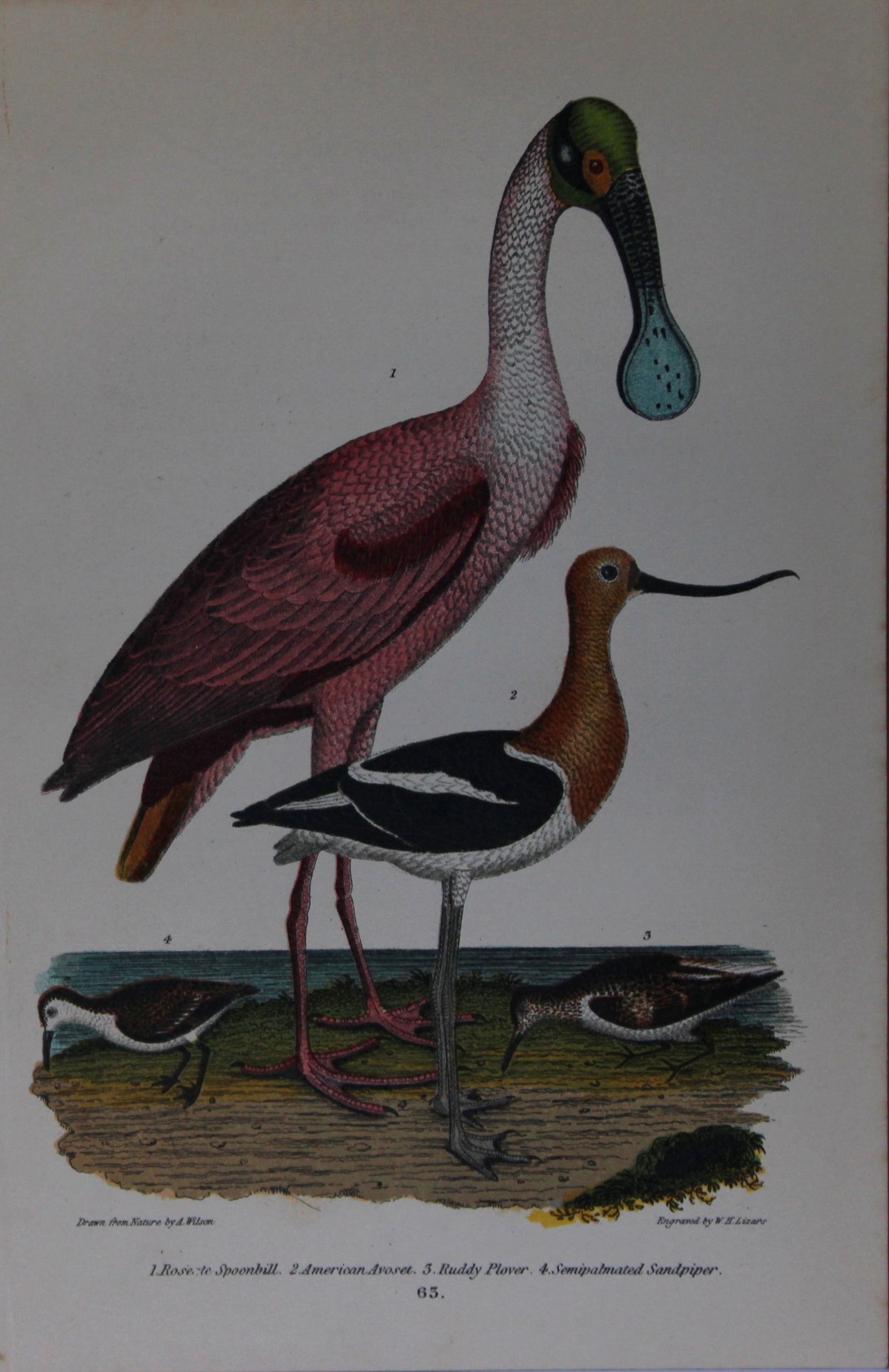 A Wilson and Bonaparte - 3 prints of Herons and Spoonbill 1877 (1 of 3)