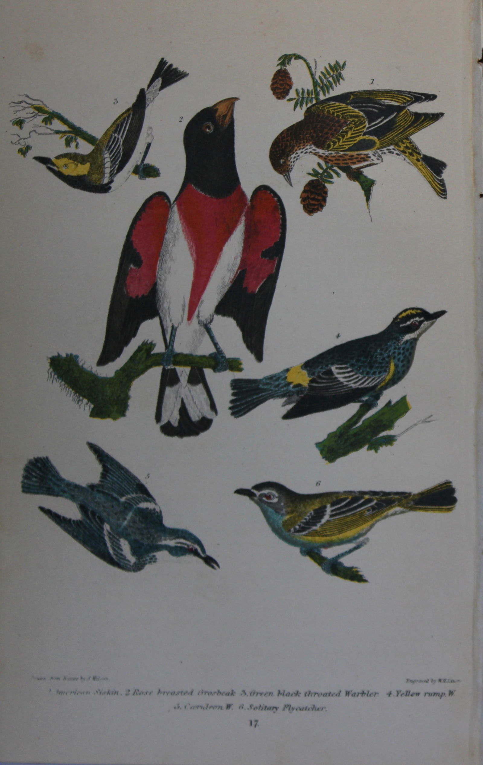 A Wilson and Bonaparte - 3 prints of Songbirds 1877 (1 of 3)