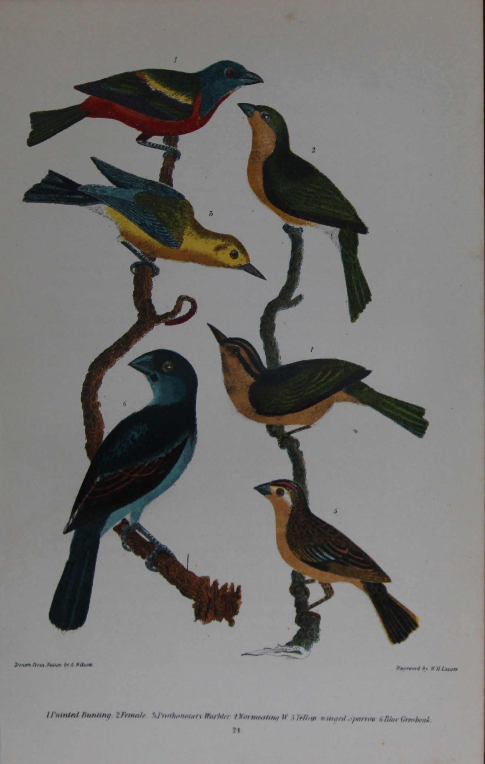 A Wilson and Bonaparte - 3 prints of Songbirds 1877 (1 of 3)
