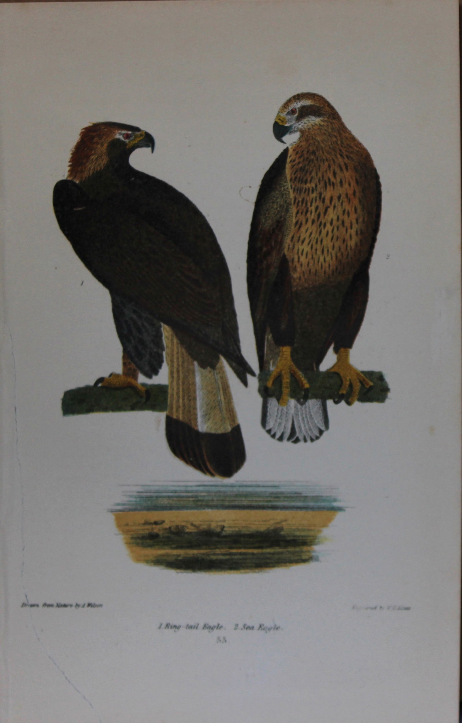 A Wilson and Bonaparte - 3 prints of Birds of Prey 1877 (1 of 3)