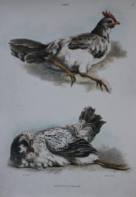 Juliette Peyrol Bonheur - Lithograph of chickens, late 19th century (1 of 3)