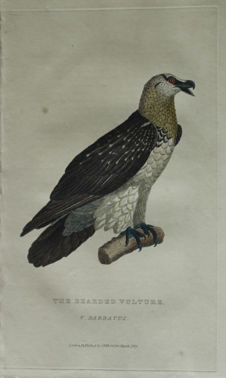Baron Cuvier - Hand coloured engraving of Bearded Vulture 1829: This antique engraving is from the English edition of The Animal Kingdom by Baron Georges Cuvier. Published by GB Whittaker & Co, London 1828-29.Artists who contributed to this work were Landseer, Sow