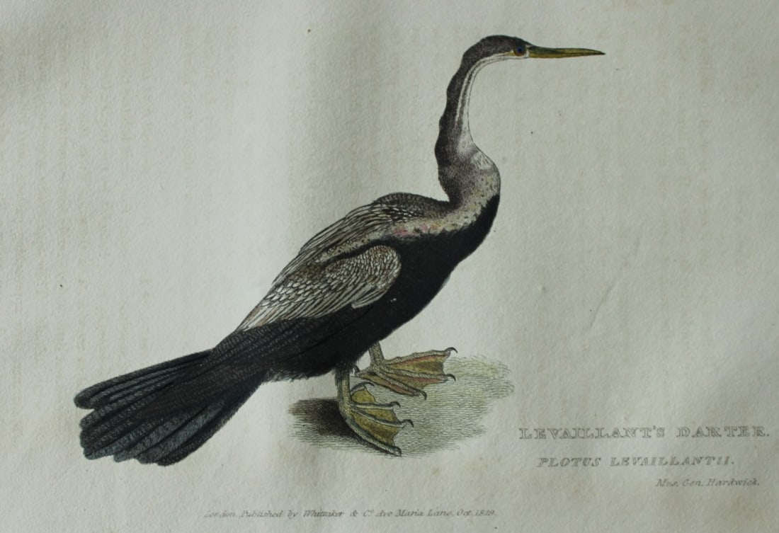 Baron Cuvier - Hand coloured engraving of Levaillant's Darter 1829: This antique engraving is from the English edition of The Animal Kingdom by Baron Georges Cuvier. Published by GB Whittaker & Co, London 1828-29.Artists who contributed to this work were Landseer, Sow