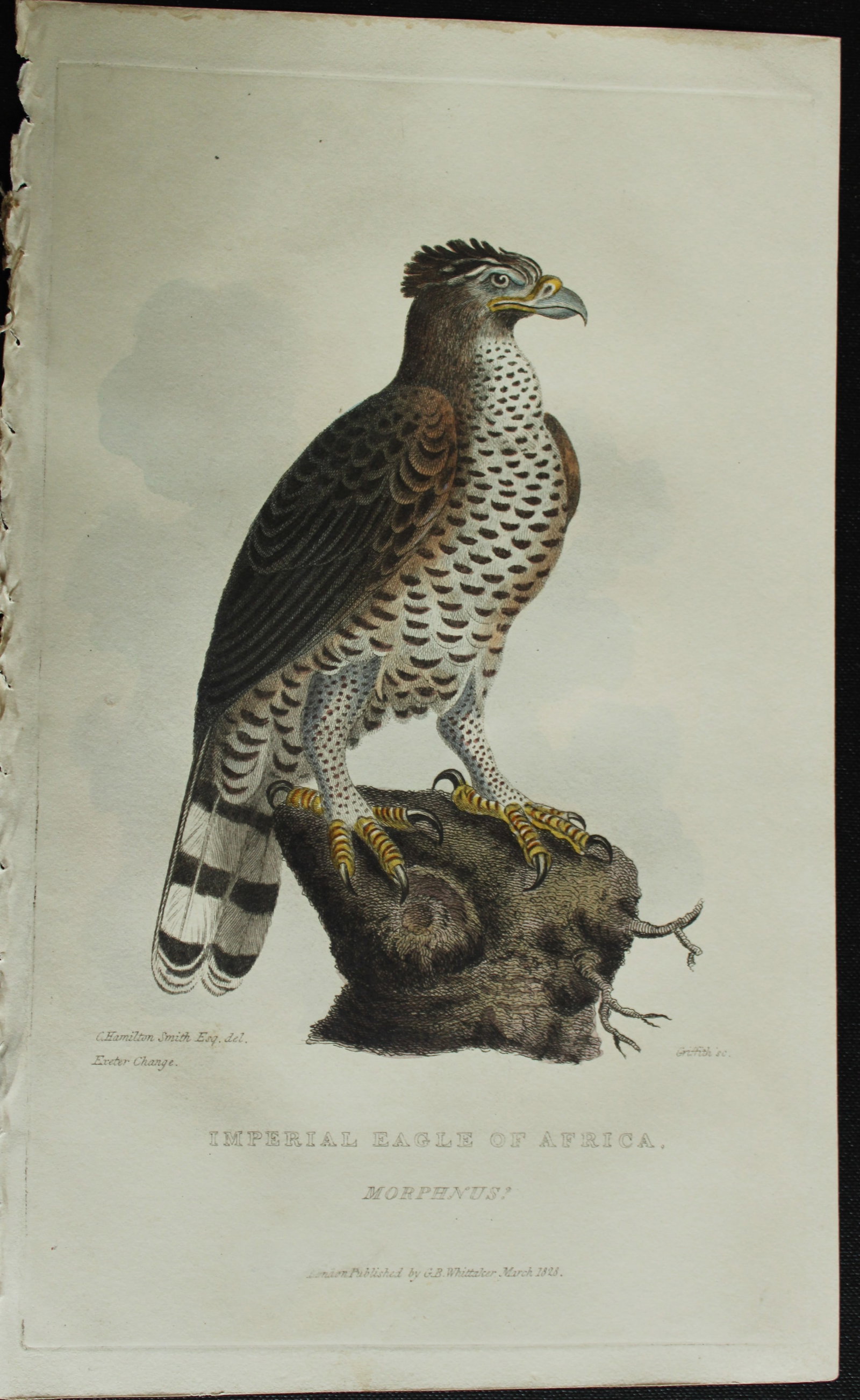 Baron Cuvier - Hand coloured engraving of The Imperial Eagle of Africa 1829: This antique engraving is from the English edition of The Animal Kingdom by Baron Georges Cuvier. Published by GB Whittaker & Co, London 1828-29.Artists who contributed to this work were Landseer, Sow