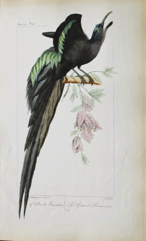Charles Lemaire - Bird of Paradise from Exotic Birds 1836 (1 of 1)