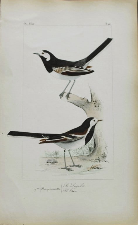 Charles Lemaire - Wagtails from Birds of Europe 1864 (1 of 1)