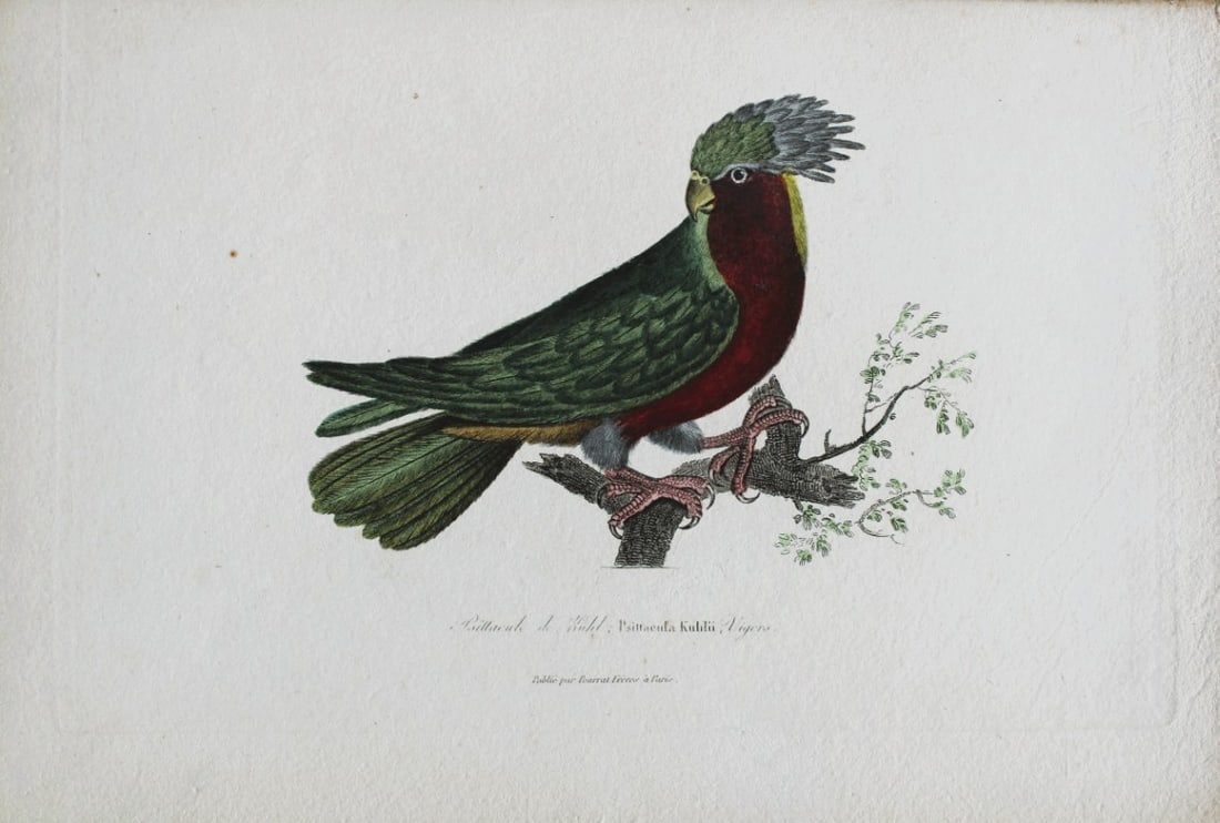 Rene Lesson - Kuhl's Lorikeet 1838: This hand coloured copperplate engraving is from Complements de Buffon by Ren? Primev?re Lesson. Published by Pourrat Freres, Paris 1838. Size: 9.75in x 6.5in (25cm x 16.5cm)