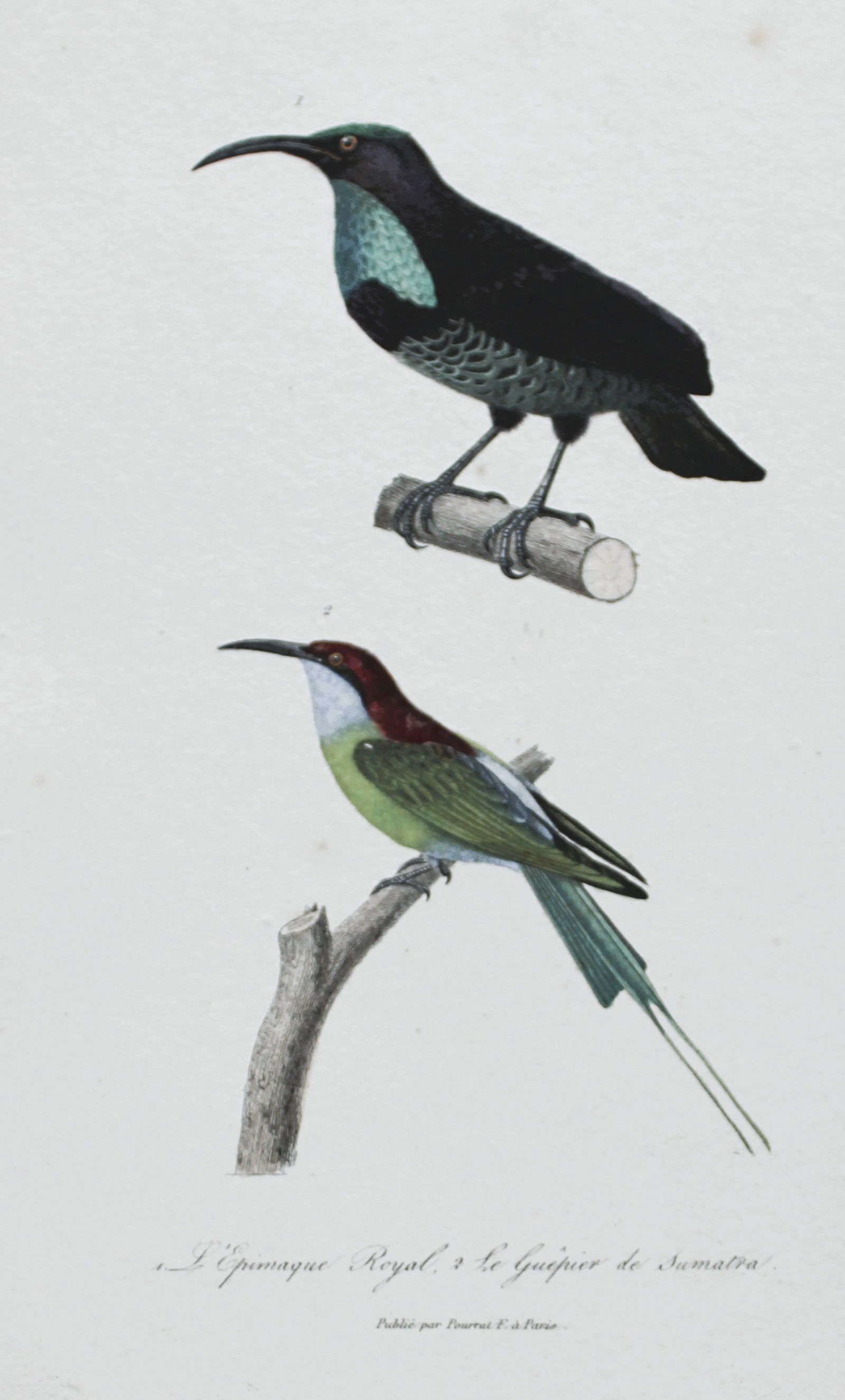 Rene Lesson - Riflebird and Bee-eater 1838: This hand coloured copperplate engraving is from Complements de Buffon by Ren? Primev?re Lesson. Published by Pourrat Freres, Paris 1838. Size: 9.75in x 6.5in (25cm x 16.5cm)