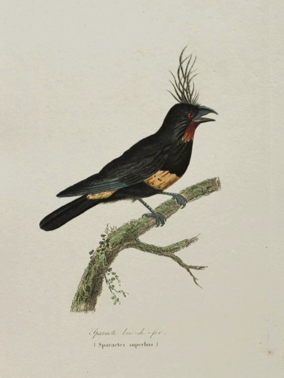 Rene Lesson - Ironbill Sparacte 1838: This hand coloured copperplate engraving is from Complements de Buffon by Ren? Primev?re Lesson. Published by Pourrat Freres, Paris 1838. Size: 9.75in x 6.5in (25cm x 16.5cm)