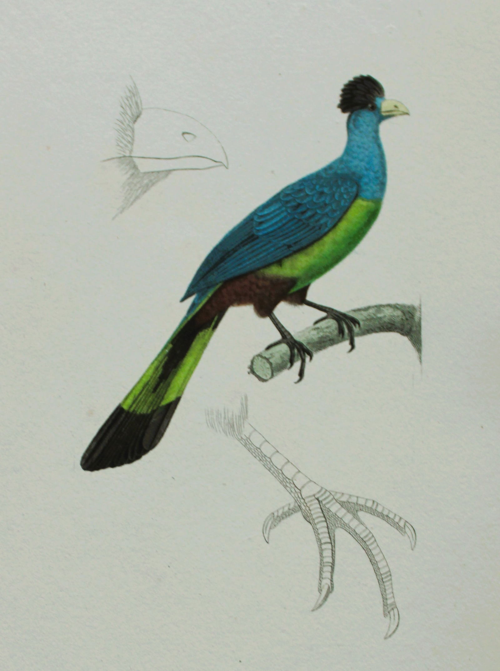 Rene Lesson - Giant Turaco 1838: This hand coloured copperplate engraving is from Complements de Buffon by Ren? Primev?re Lesson. Published by Pourrat Freres, Paris 1838. Size: 9.75in x 6.5in (25cm x 16.5cm)