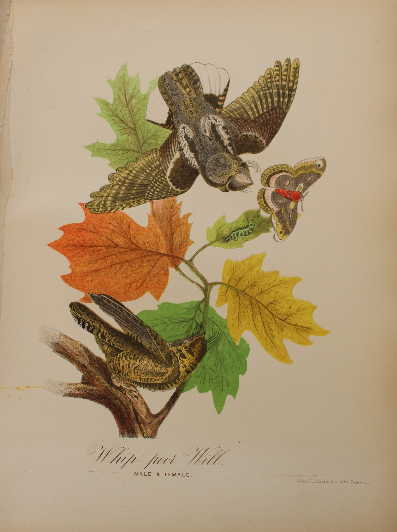 Edward Samuels - 3 prints of American birds 1868: These prints are from Ornithology and Oology of New England by Edward A Samuels. Published by Nichols and Noyes, Boston 1868. Containing Full Descriptions of the Birds of New England, and Adjoining St
