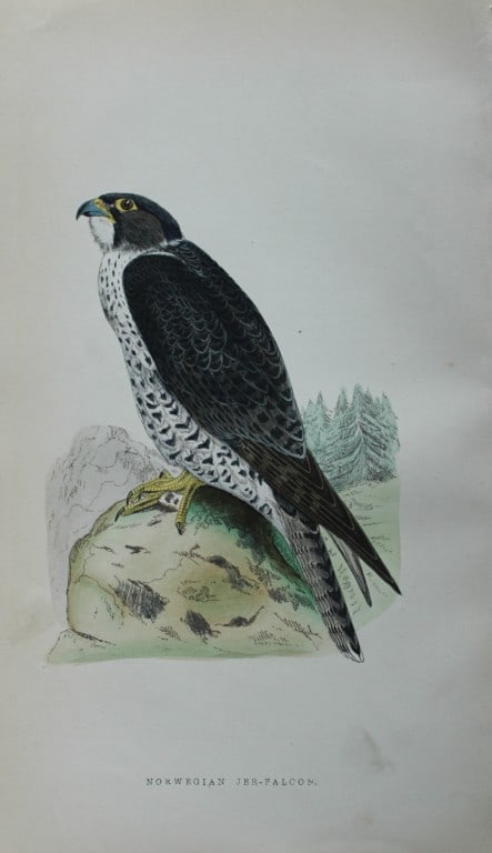 Charles Bree - 4 prints of Falcons from Birds of Europe 1866: These hand-coloured wood engravings are from the History of the Birds of Europe, not observed in the British Isles by Charles Robert Bree, FZS and published by Groombridge and Sons, London. 1866, firs