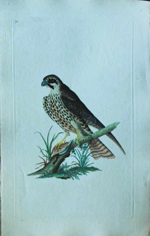 Edward Donovan - 4 engravings of Birds of Prey 1794: These hand coloured engravings are from The Natural History of British Birds by Edward Donovan, published in 1794-1819 in London and printed by F & C Rivington. This lot comprises Merlin, Hobby, Kestr