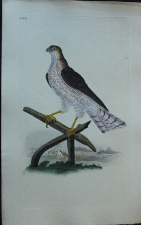 Edward Donovan - 4 engravings of Birds of Prey 1794: These hand coloured engravings are from The Natural History of British Birds by Edward Donovan, published in 1794-1819 in London and printed by F & C Rivington. This lot comprises Sparrow Hawk, White