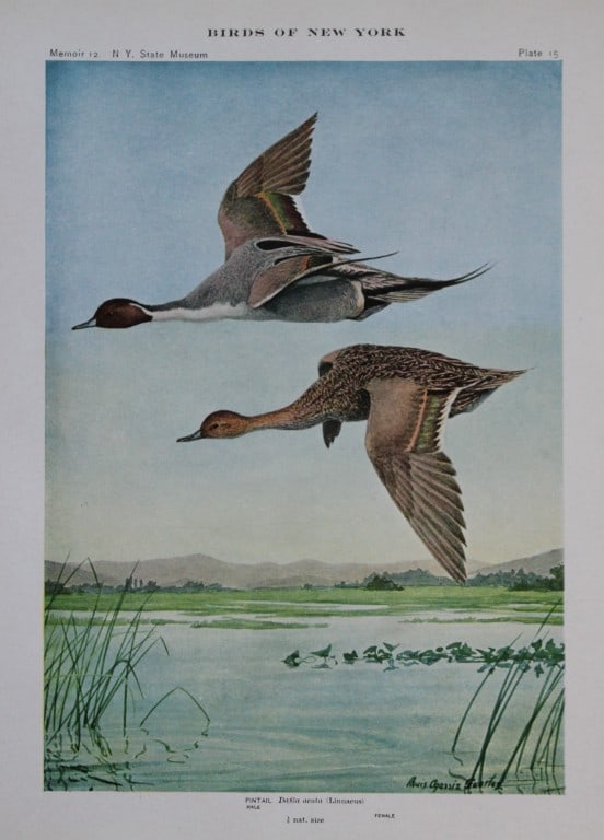 L Agassiz Fuertes - 4 Chromolithographs of Ducks 1910: These original antique chromolithographs are by Louis Agassiz Fuertes from Birds of New York by Elon Howard Eaton. Published by the University of the State of New York, Albany 1910.Size: approximately