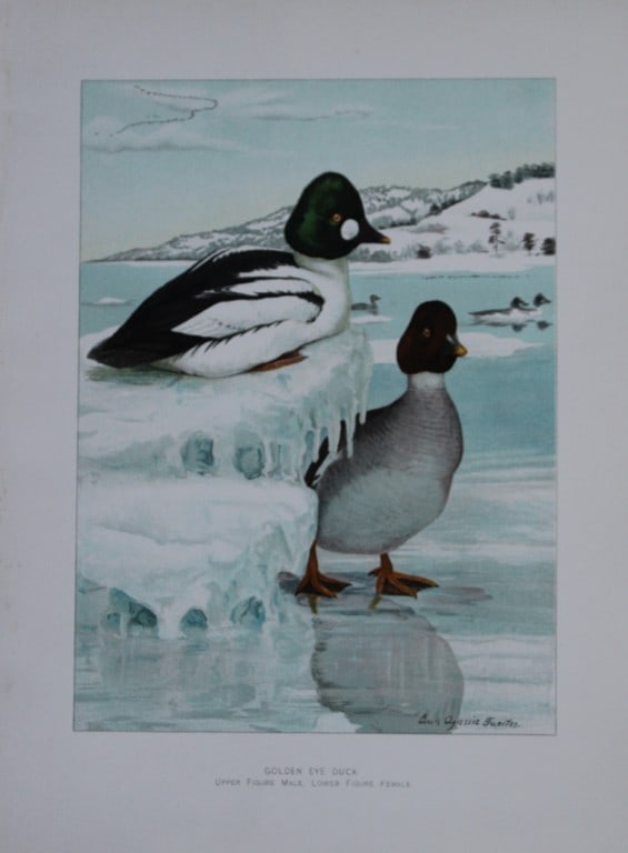 L Agassiz Fuertes - 4 Chromolithographs of Ducks 1910: These original antique chromolithographs are by Louis Agassiz Fuertes from Birds of New York by Elon Howard Eaton. Published by the University of the State of New York, Albany 1910.Size: approximately