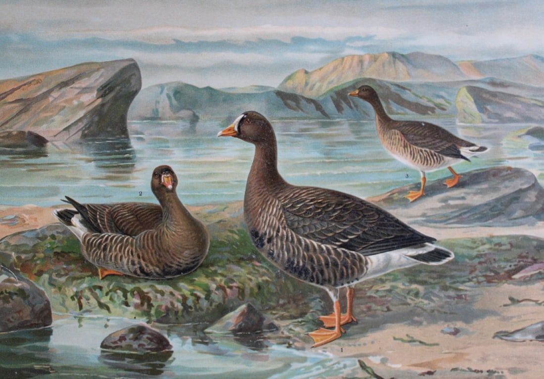 JG Keulemans & Naumann - Lesser White-fronted Goose 1895 (1 of 1)