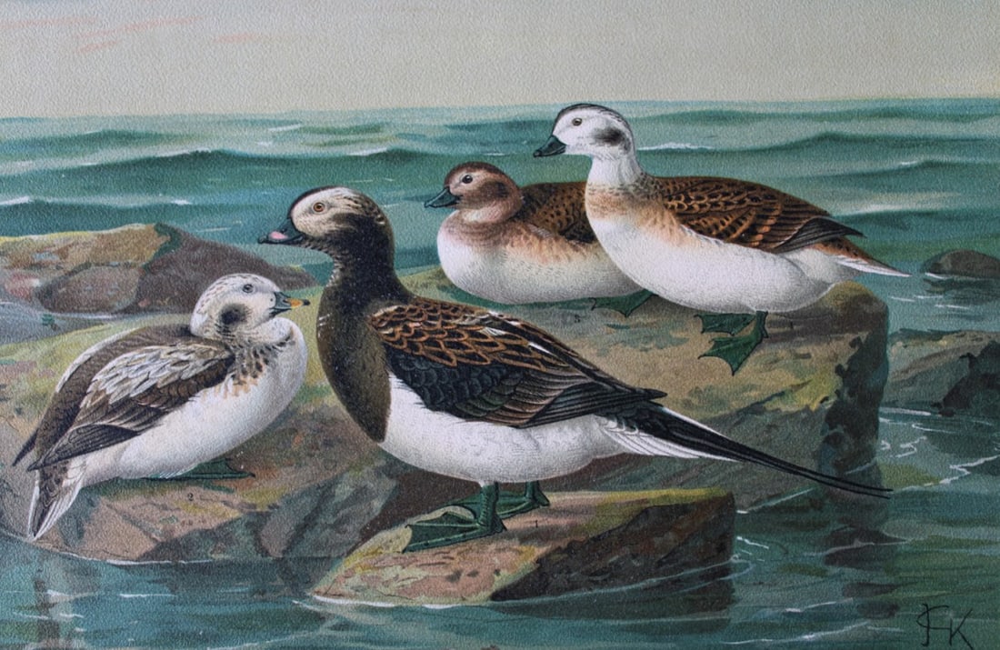 JG Keulemans & Naumann - Long-tailed Duck 1895: This chromolithograph is from Naturgeschichte der Vogel Mitteleuropas (The Natural History of Birds from Central Europe) by Johann Naumann. Published 1895-1905 by Gera, Untermhaus.The illustrators in 