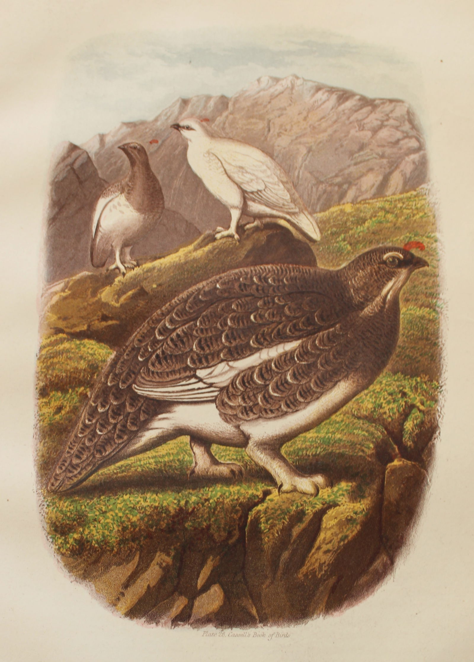 Thomas Rymer Jones - Ptarmigan 1869 (1 of 1)