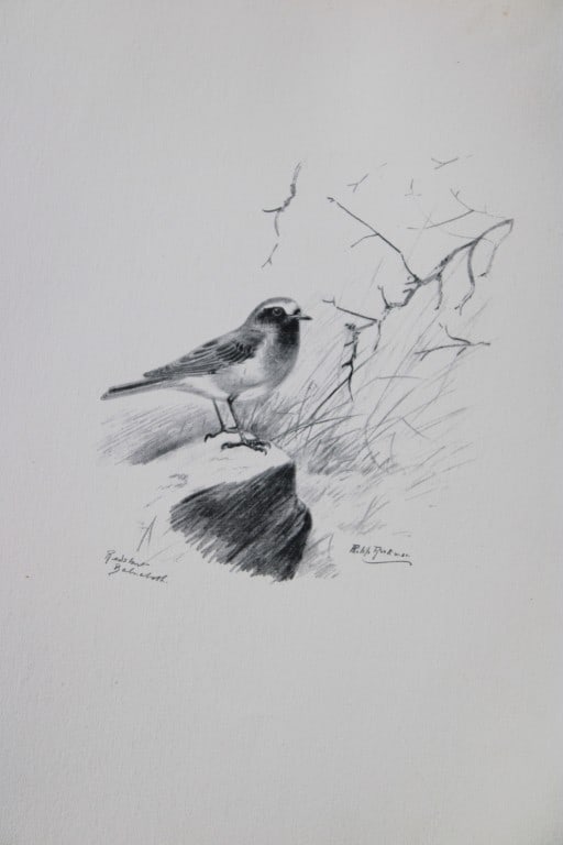 Philip Rickman - 4 prints of pencil drawings of birds 1938 (1 of 4)