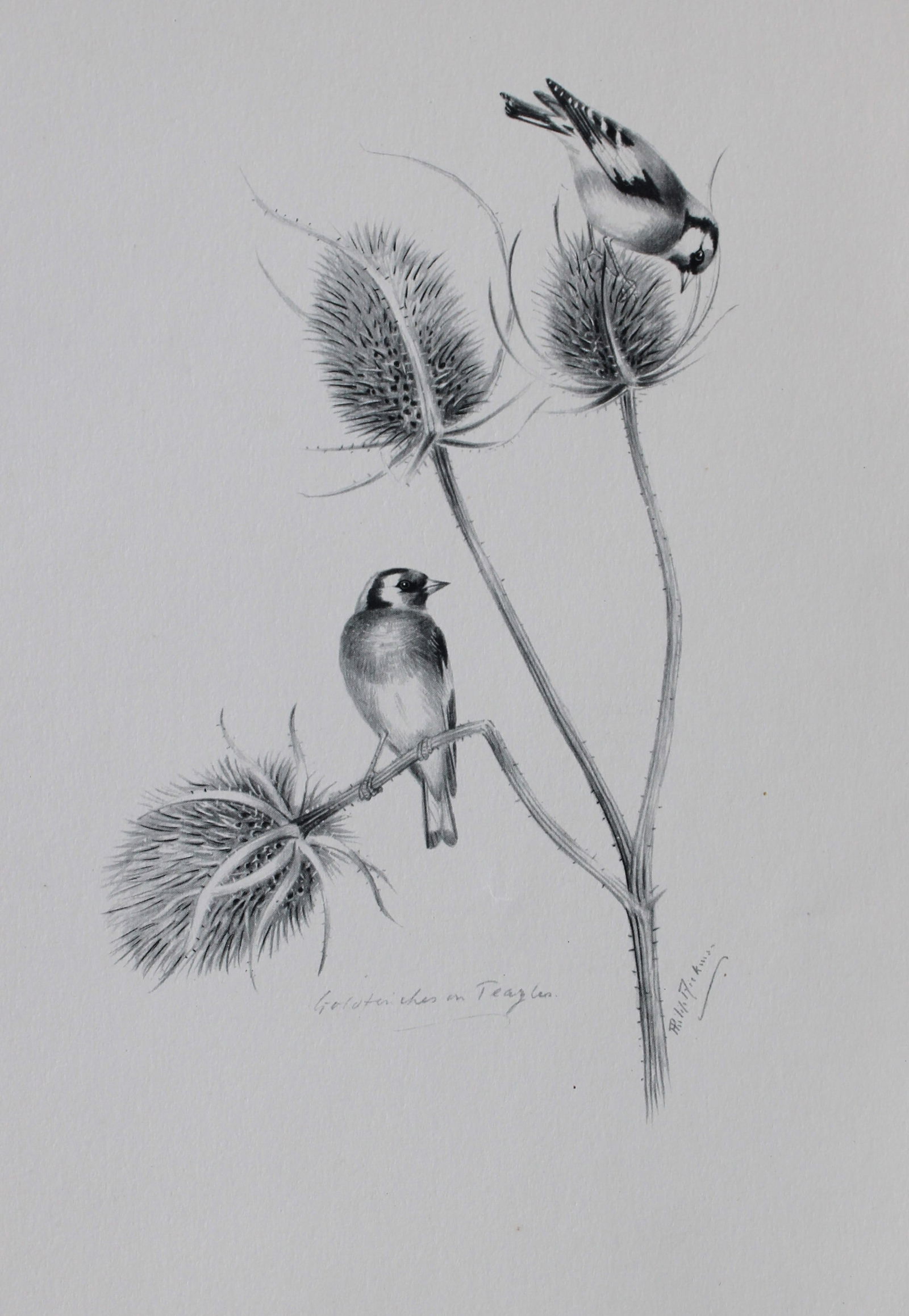 Philip Rickman - 4 prints of pencil drawings of song birds 1938 (1 of 4)