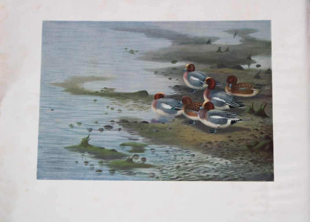 Philip Rickman - 3 prints of pencil drawings of ducks and swan 1938 (1 of 3)