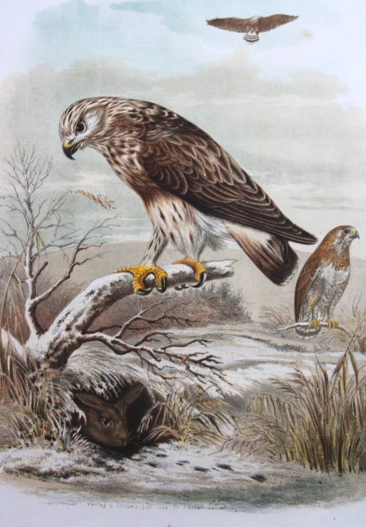 Riesenthal - Large chromolithograph of Rough-legged Buzzard 1894 (1 of 2)