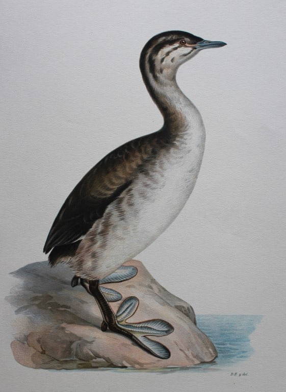 M. von Wright - Folio lithograph of Horned Grebe 1924 (1 of 1)