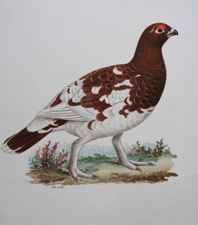 M. von Wright - Folio lithograph of Ptarmigan or Willow Grouse 1924 (1 of 1)