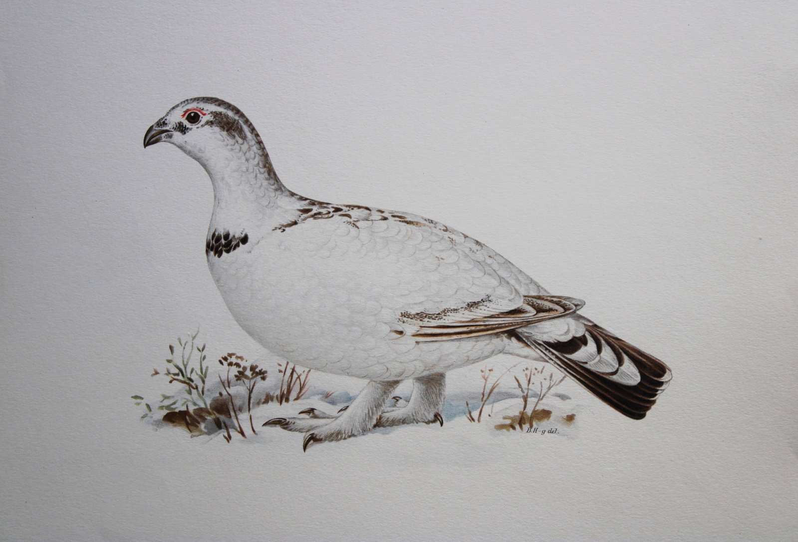 M. von Wright - Folio lithograph of Hybrid Grouse 1924: This hand-coloured lithograph is from Svenska f?glar efter naturen och p? sten ritade (Swedish birds after nature and drawn on stone) by Magnus, Wilhelm and Ferdinand von Wright. Published by Stockhol