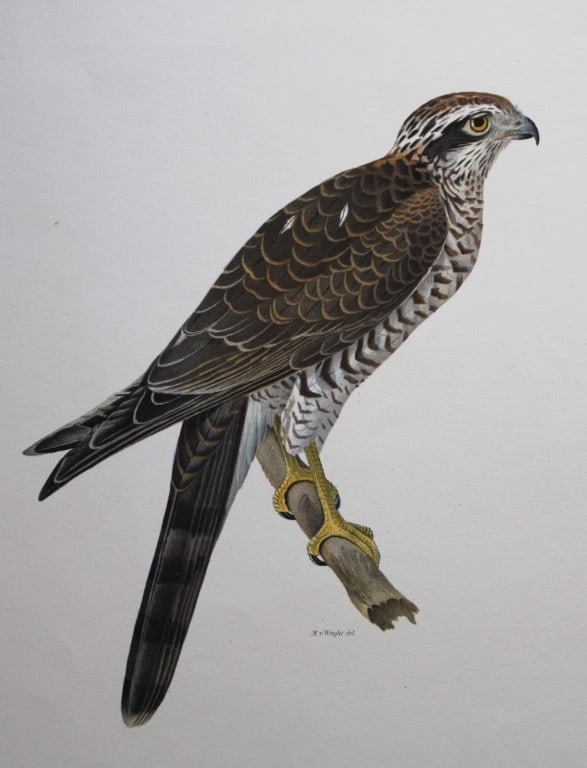 M. von Wright - Folio lithograph of Sparrowhawk 1924: This hand-coloured lithograph is from Svenska f?glar efter naturen och p? sten ritade (Swedish birds after nature and drawn on stone) by Magnus, Wilhelm and Ferdinand von Wright. Published by Stockhol