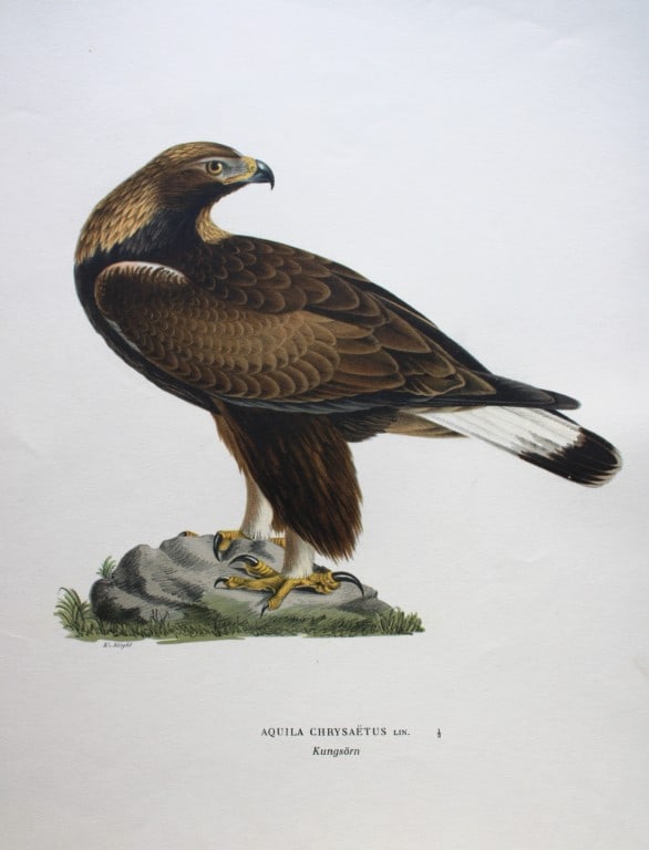 M. von Wright - Folio lithograph of Golden Eagle 1924 (1 of 1)