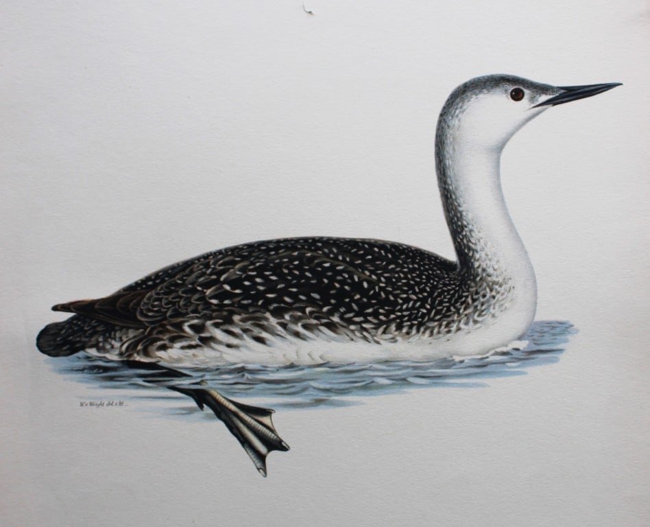 M. von Wright - Folio lithograph of Red Throated Loon 1924 (1 of 2)