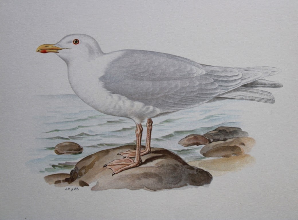M. von Wright - Folio lithograph of Glaucous Gull 1924: This hand-coloured lithograph is from Svenska f?glar efter naturen och p? sten ritade (Swedish birds after nature and drawn on stone) by Magnus, Wilhelm and Ferdinand von Wright. Published by Stockhol