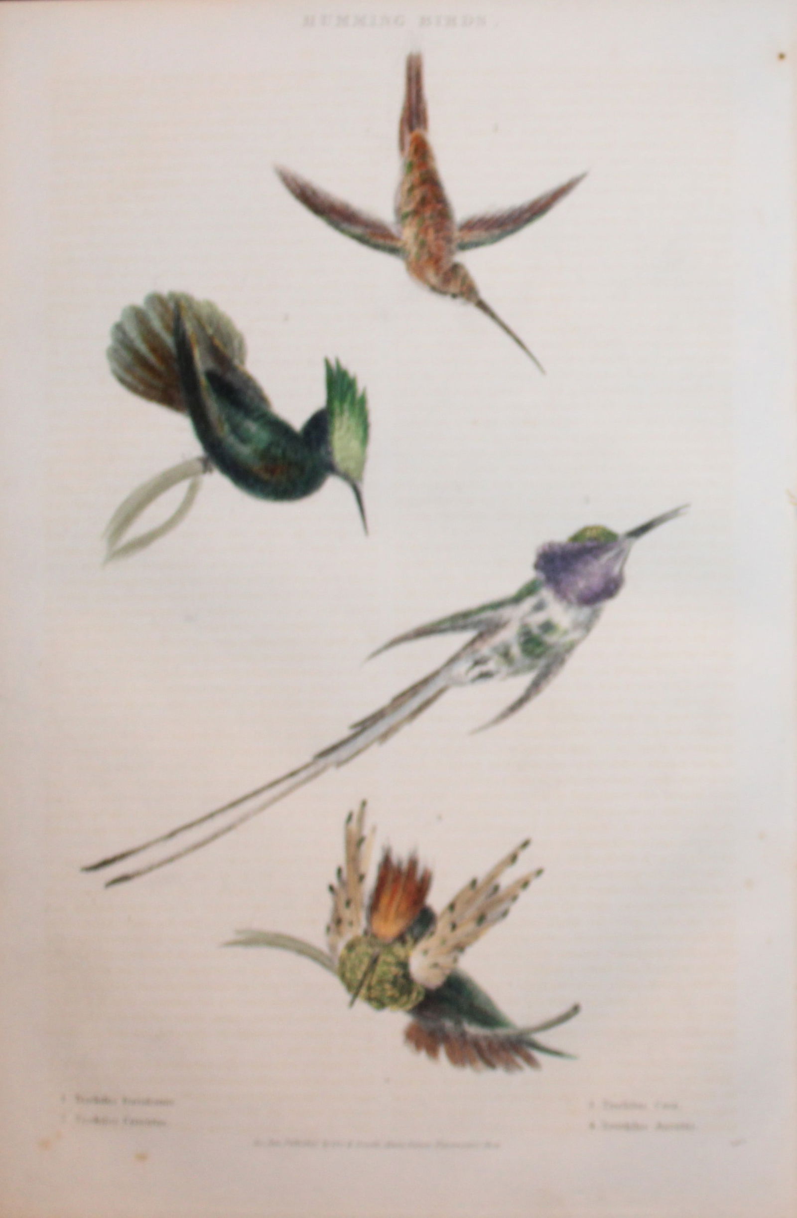 Charles Partington - Hand coloured engraving of Humming Birds 1835: This hand-coloured steel engraving is from The British Cyclop?dia of Natural History combining a scientific classification of animals, plants and minerals; with a popular view of their habits, economy